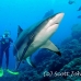 shark_greyreefb_kk_h_0705_png1509.jpg